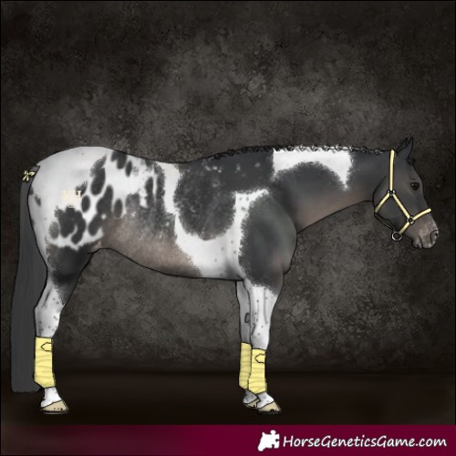 Horse Color:Black Tobiano Blanket Rabicano