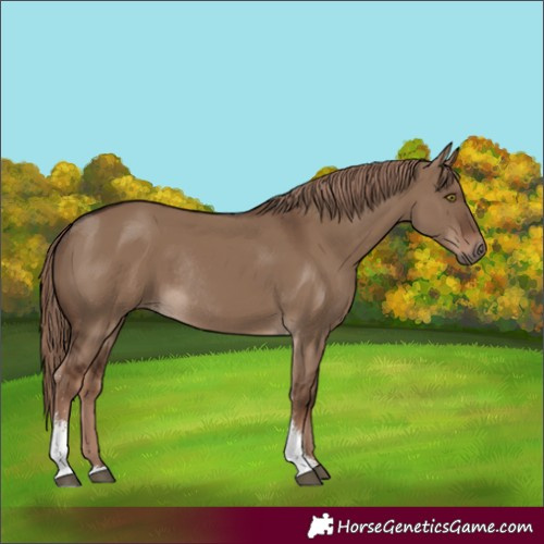 Horse Color:Liver Red Dun Sabino Rabicano 