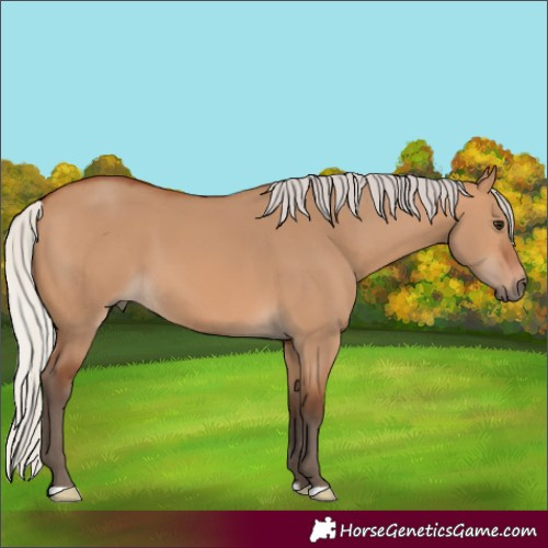 Horse Color:Silver Bay Dun
