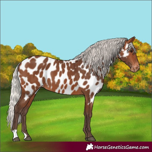 Horse Color:Silver Brown Appaloosa 