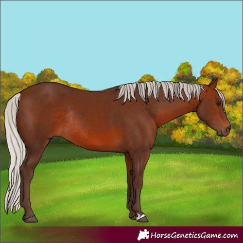 Horse Color:Silver Brown Rabicano 