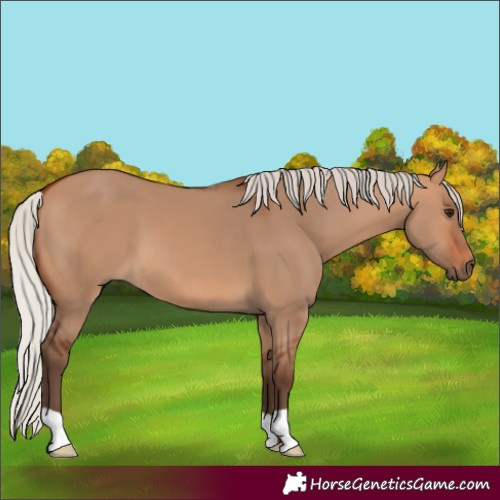 Horse Color:Silver Bay Dun 