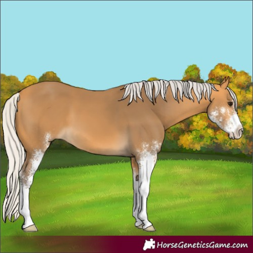 Horse Color:Silver Buckskin Sabino