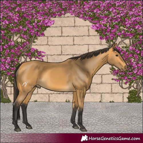 Horse Color:Buckskin 