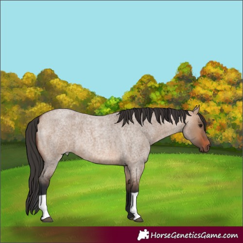 Horse Color:Bay Roan Dun