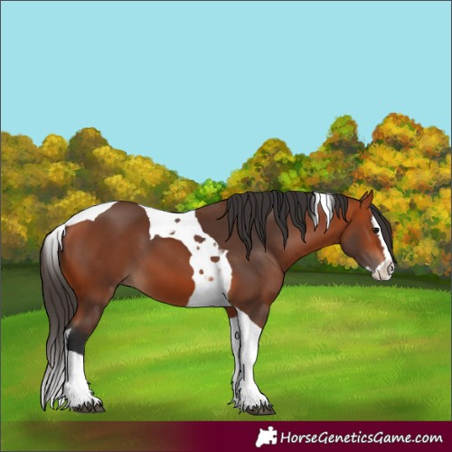 Horse Color:Bay Splash Tobiano