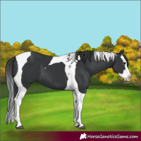 Horse Color:Black Splash Tobiano