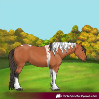 Horse Color:Bay Tobiano 