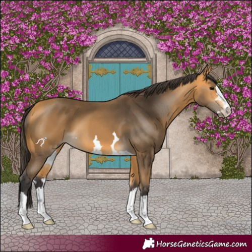 Horse Color:Buckskin 