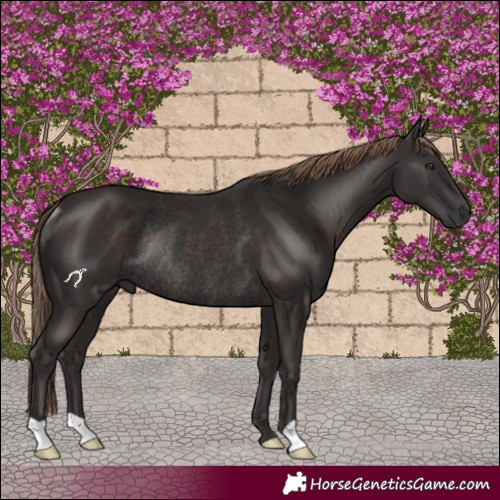 Horse Color:Liver Chestnut Rabicano