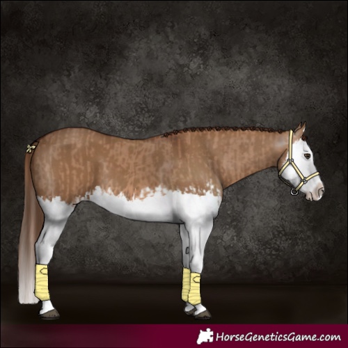 Horse Color:Red Dun Splash and Gray Red Dun Splash