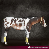 Horse Color:Brown Splash Tobiano Blanket Rabicano 