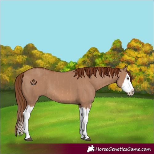 Horse Color:Red Dun Splash  and Red Dun Splash 