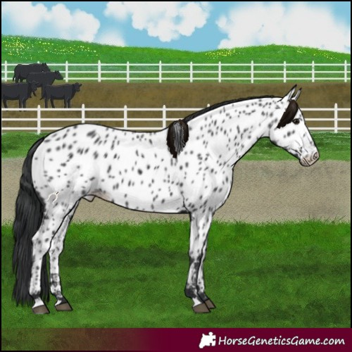 Horse Color:Black Near Leopard 