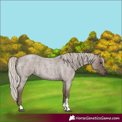 Horse Color:Unknown 