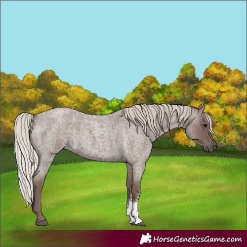Horse Color:Silver Blue Roan Sabino 