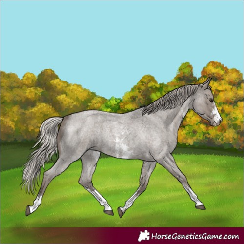 Horse Color:Silver Blue Roan Sabino