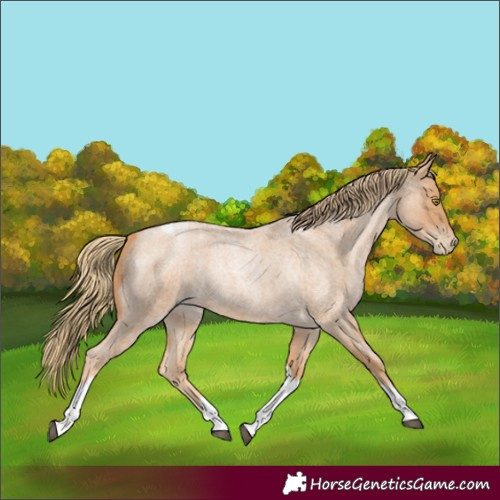 Horse Color:Red Roan Pearl Tobiano Frame