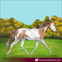Horse Color:Gold Champagne Splash Tobiano