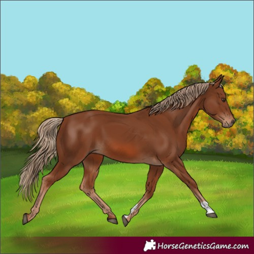 Horse Color:Chestnut 
