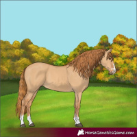 Horse Color:Red Dun