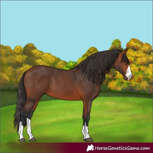 Horse Color:Bay 
