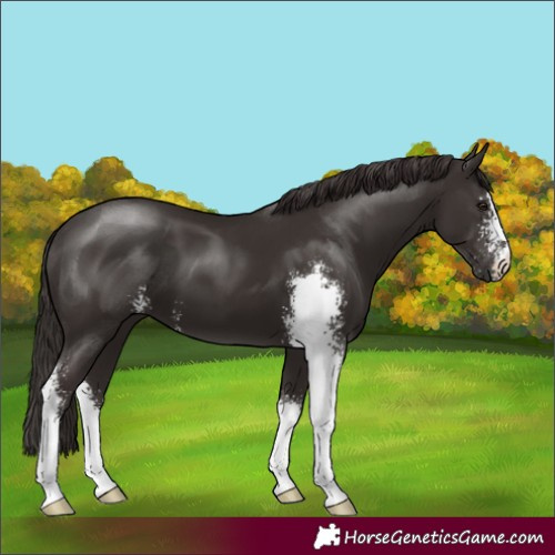 Horse Color:Liver Chestnut Sabino 