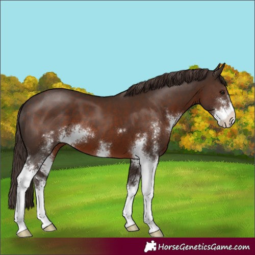 Horse Color:Liver Chestnut Sabino 