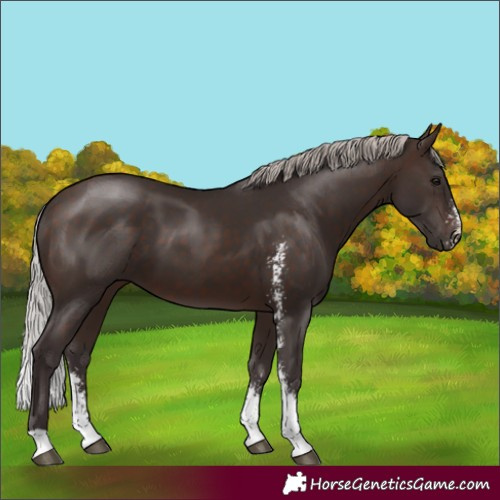 Horse Color:Silver Brown Sabino 