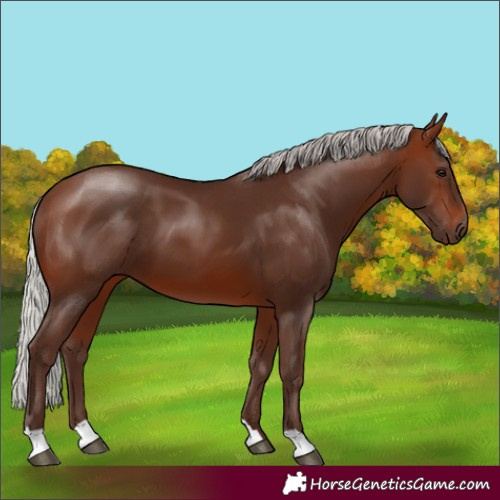 Horse Color:Silver Brown