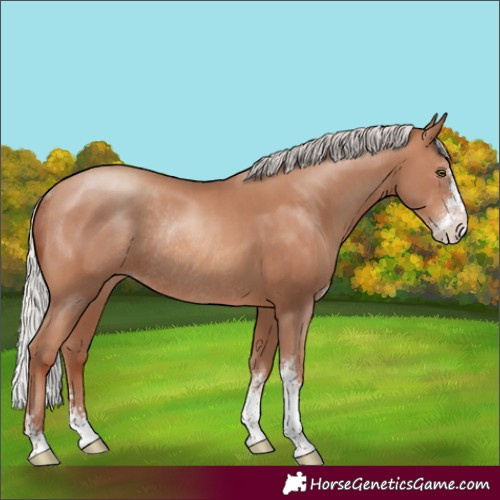 Horse Color:Silver Sable Champagne Sabino Rabicano 