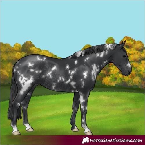 Horse Color:White Spotted Black Rabicano 