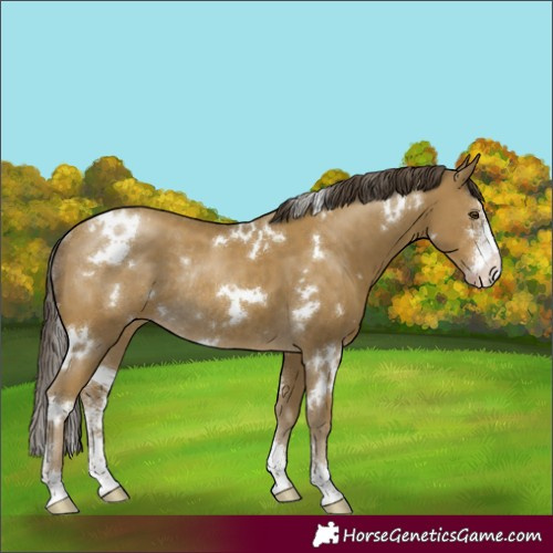 Horse Color:White Spotted Classic Cream Champagne Sabino Rabicano 