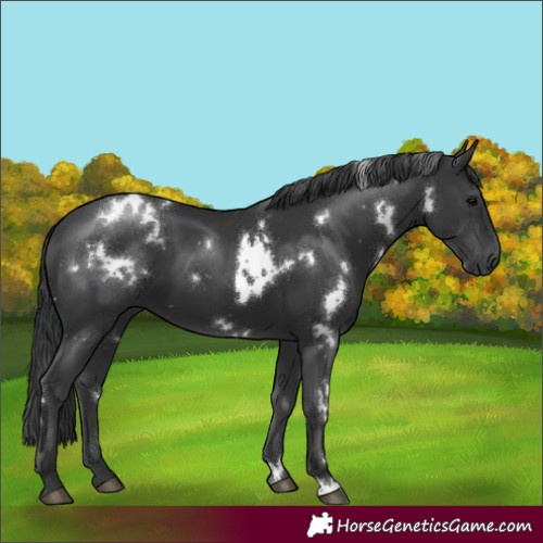 Horse Color:White Spotted Black 