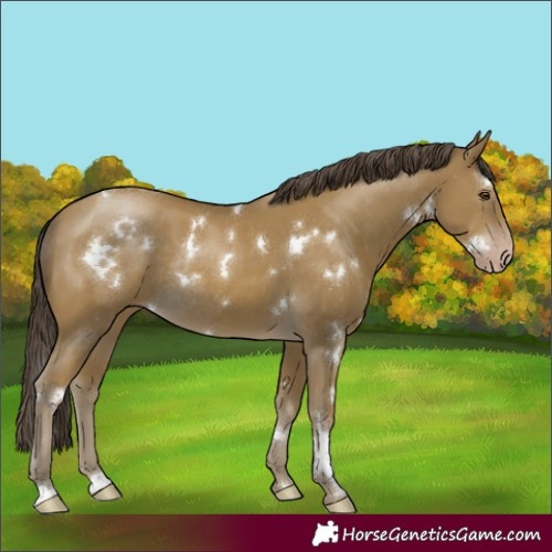 Horse Color:White Spotted Classic Cream Champagne Rabicano 