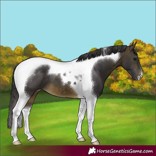 Horse Color:Buckskin Tobiano 