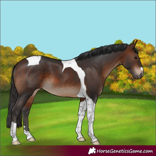 Horse Color:Brown Tobiano 