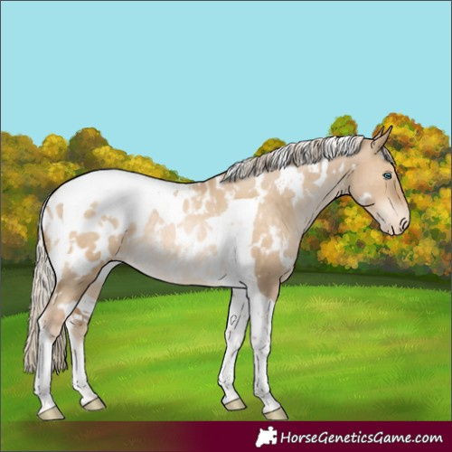Horse Color:White Spotted Chocolate Palomino Pearl Dun Tobiano Appaloosa Rabicano 