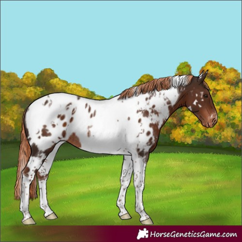 Horse Color:White Spotted Liver Chestnut Tobiano Appaloosa Rabicano 