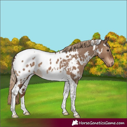 Horse Color:White Spotted Liver Red Dun Tobiano Appaloosa 