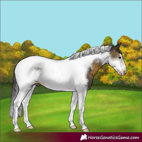 Horse Color:Buckskin Tobiano Frame 