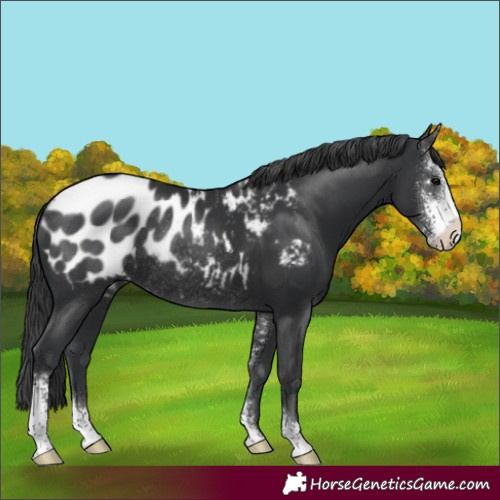 Horse Color:Black Sabino Appaloosa Rabicano 
