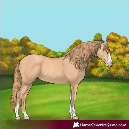 Horse Color:Gold Champagne Splash Tobiano 