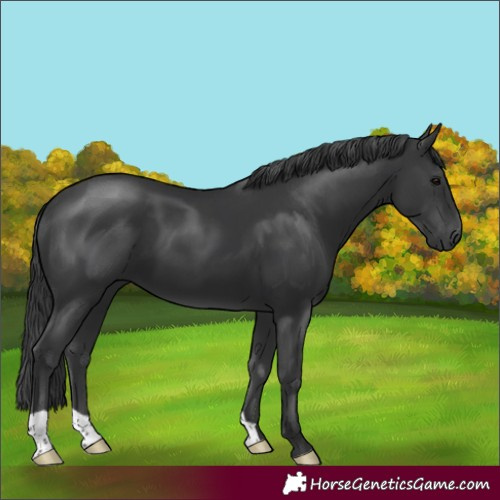Horse Color:Black 