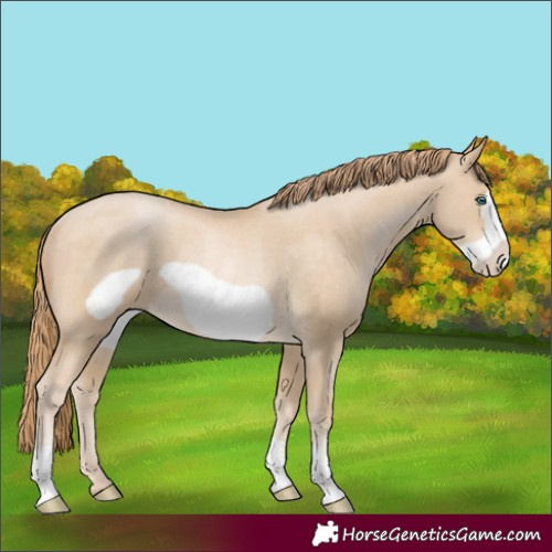 Horse Color:Buckskin Pearl Frame Rabicano 