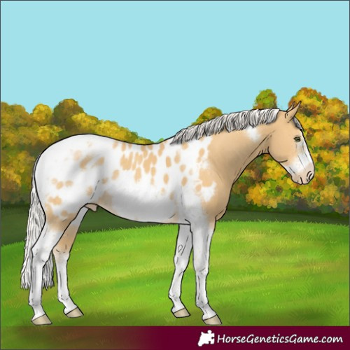 Horse Color:Silver Classic Cream Champagne Sabino Tobiano Frame Appaloosa Rabicano 
