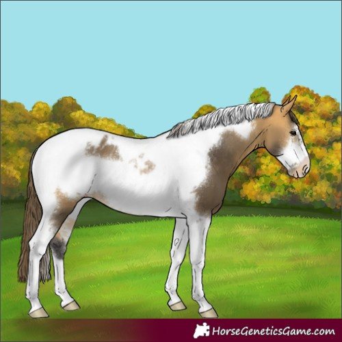 Horse Color:Buckskin Sabino Tobiano Frame Appaloosa Rabicano 