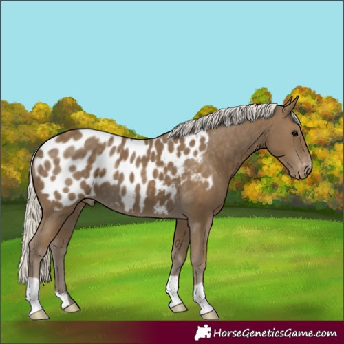 Horse Color:Silver Smoky Black Appaloosa 