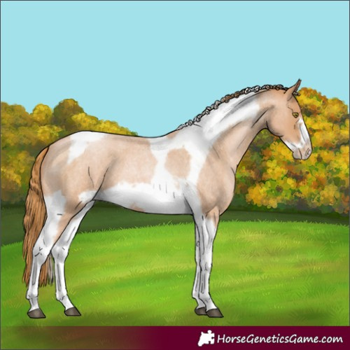 Horse Color:Red Roan Pearl Tobiano Frame