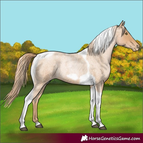 Horse Color:Red Roan Pearl Tobiano Frame